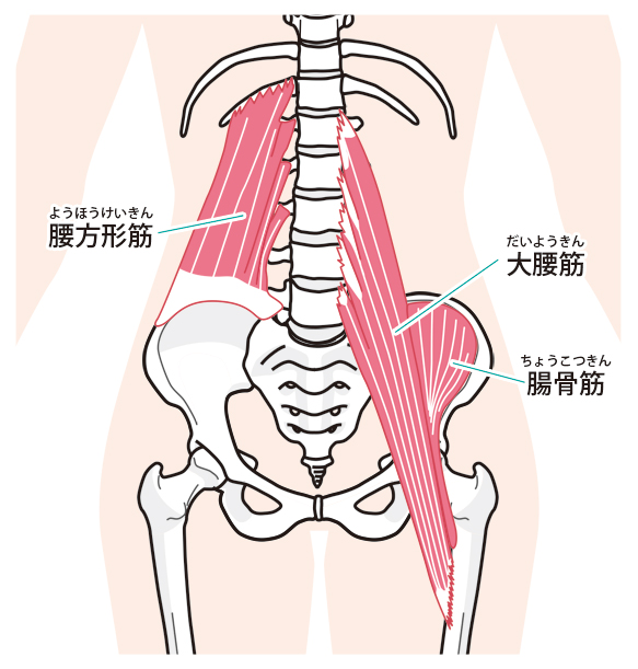 骨盤イラスト