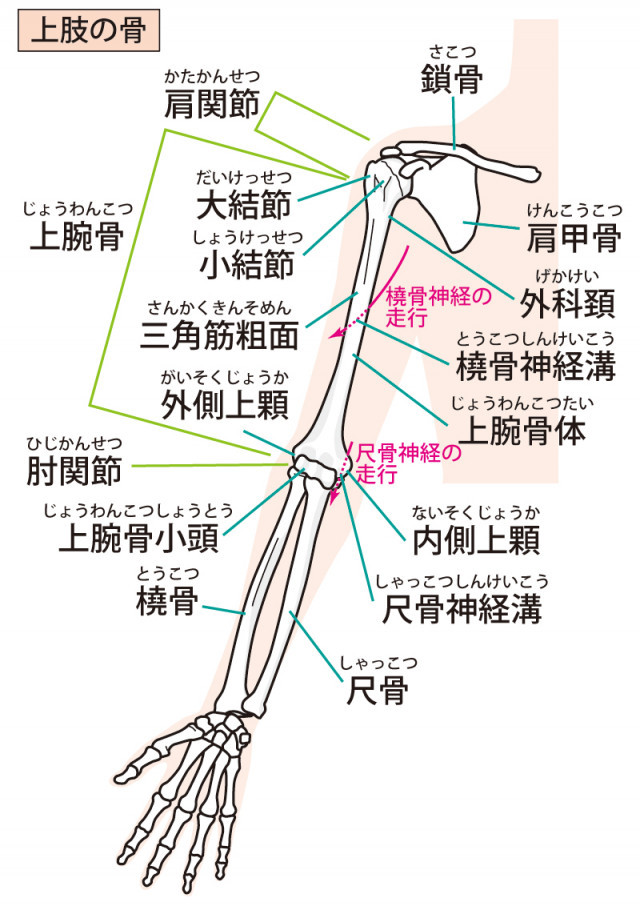 腱鞘炎へのアプローチ