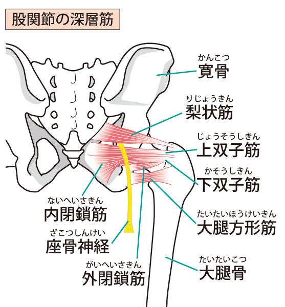当院の変形性股関節症へのアプローチとは