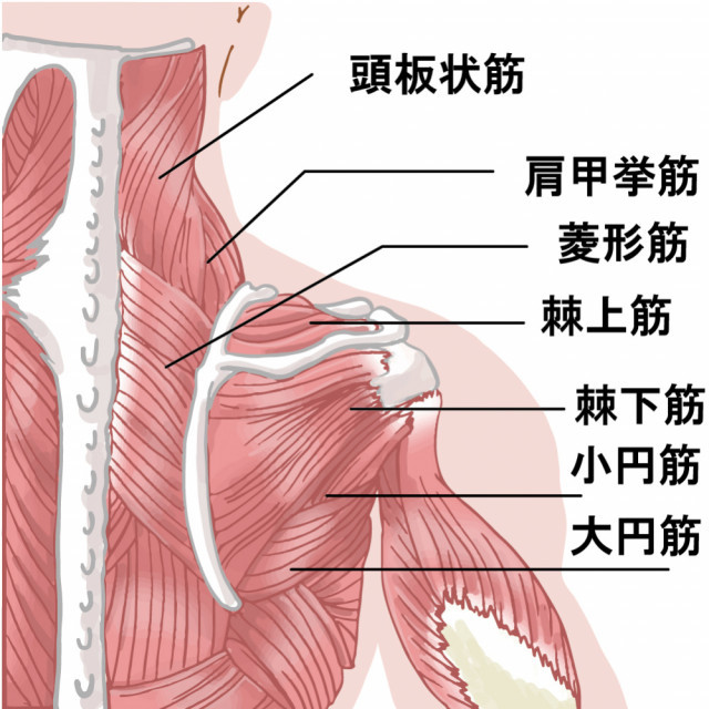 当院の頸肩腕症候群へのアプローチとは