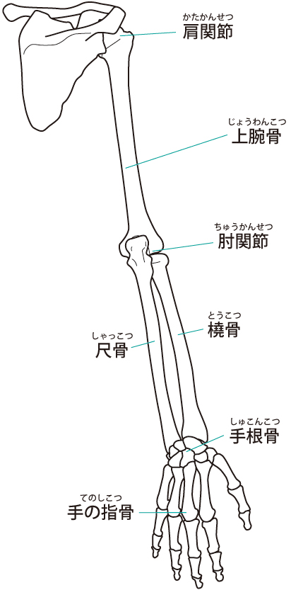 当院の上腕二頭筋長頭腱炎へのアプローチとは