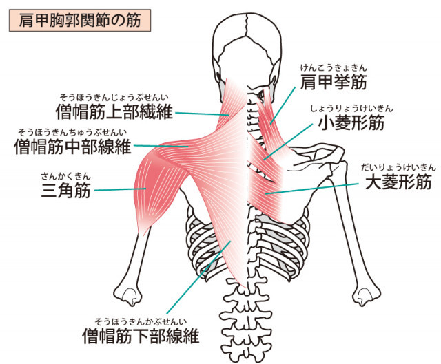 当院の野球肩へのアプローチとは