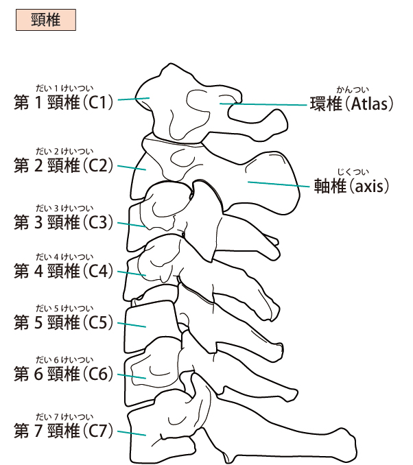 頚椎症とは
